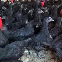 خروس سیاه خونی مرغ سیا واسه چشم ذخم دفع بلاسنگینی|حیوانات مزرعه|مشهد, حرم مطهر رضوی|دیوار