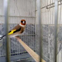 سهره چهار ساله دهن لر