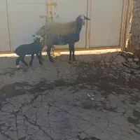 میش و بره نازار|حیوانات مزرعه|زاغه, |دیوار