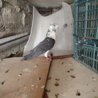 دوعدد نر