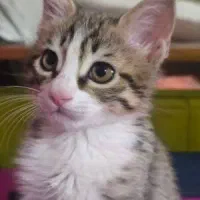 جوجه گربه ۴ عدد