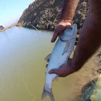 ماهی کپور آمور فیتیفاک|ماهی|دلند, |دیوار