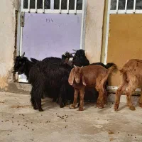 ۶عدد کره داشتی|حیوانات مزرعه|وحدتیه, |دیوار