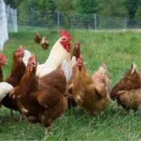 تعداد زیادی مرغ تخمگذار و خروس و جوجه|حیوانات مزرعه|فراغی, |دیوار