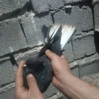 پرنده|حیوانات|ایلام, |دیوار