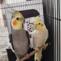 عروس هلندی|پرنده|تهران, افسریه شمالی|دیوار