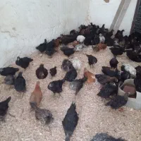 جوجه گلپایگان