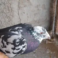 گوره|پرنده|اهواز, شریعتی جنوبی|دیوار
