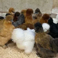 فروش نیمچه مرغ سلطان 70 روزه