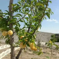 فروش-خانه-باغچه-در-سعادت-اباد-دولت-اباد