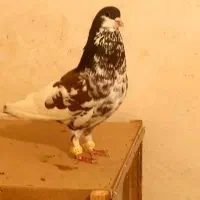 تعدادی کفتر  بهبهونی و شهری   درجه ۱ بی عیب