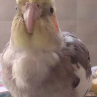 عروس هلندی نر مست مست سینامون