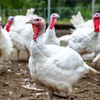 بوقلمون بیوتی