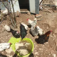 مرغ وخروس گلین محلی