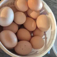 تخم مرغ محلی