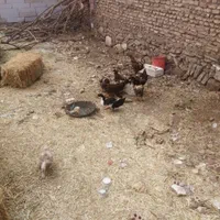 مرغ تخمی گلپایگان و لاری و کرک لاری قدمگاه|حیوانات مزرعه|نیشابور, مازول|دیوار