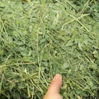 یونجه مرغوب (عمیش)