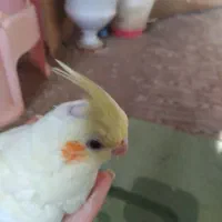 عروسی چلوندنی