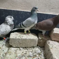 کفتر درجه ۱|پرنده|شیراز, حومه شیراز|دیوار