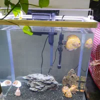 اکواریوم|ماهی|مشهد, تربیت (صدف)|دیوار