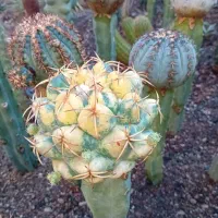 کاکتوس .گل .