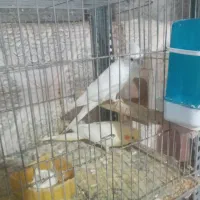 عروس هلندی جفتهای مولد