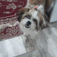 واگذاری سگ شیتزو