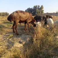 قوچ افشاری|حیوانات مزرعه|جزنیک, |دیوار