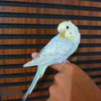 4 عدد مرغ عشق رینبو رام رنگ خاص|پرنده|پاکدشت, پاکدشت (مامازند)|دیوار