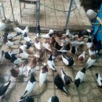 50تا کفتر خوب