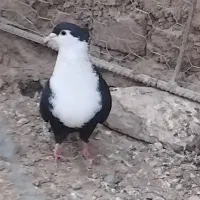 کبوتر  ریش کاکل|پرنده|کرباسک, |دیوار