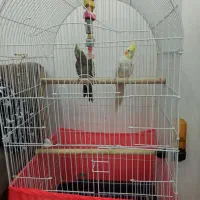 یک جفت عروس هلندی مولد