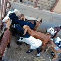 یک گله بز نجدی|حیوانات مزرعه|اهواز, غیزانیه|دیوار