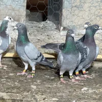 نر پلاکی هوایی
