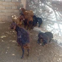 حیوانات مزرعه