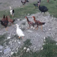 خروس گله و بوقلمون محلی