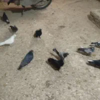 کبوتر|حیوانات|نورآباد, |دیوار