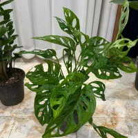 گل اپارتمانی مستقیم از گلخانه|گل و گیاه طبیعی|سنندج, |دیوار