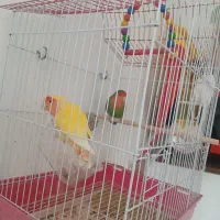 کوتوله برزیلی