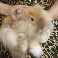 خرگوش لوپ با قفس