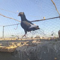 کفتر رنگه عروسک|پرنده|زهک, |دیوار