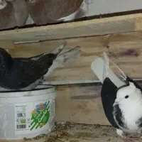 کبوتر گم‌شده|حیوانات|بانه, |دیوار