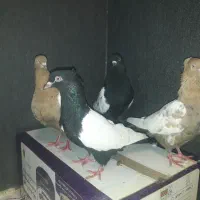 کبوتر سینه