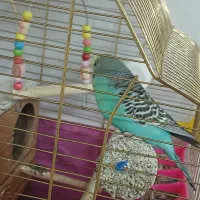 مرغ عشق|پرنده|قم, شاه سید علی|دیوار