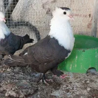 کفتر جفتی|پرنده|کیش, |دیوار