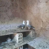 دوکت