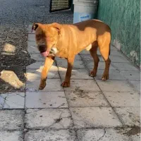 پیت بول اِستافوردشایر|سگ|کرج, فاز ۳ مهرشهر|دیوار