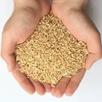 گندم محلی بوجاری نشده