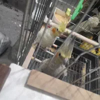 میخوام با عروس هلندی سفید عوض کنم