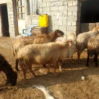 هفت عدد گوسفند|حیوانات مزرعه|اردبیل, |دیوار